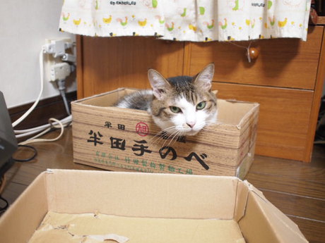 　本日の一枚　～のら～