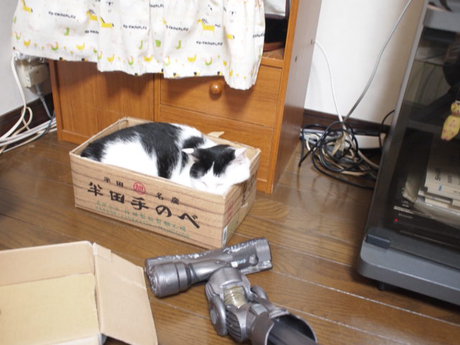 　本日の一枚　～ホルス～