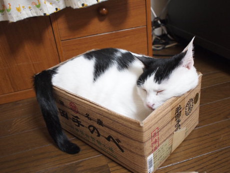 　本日の一枚　～ホルス～