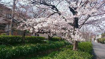 桜の知らせ　花のある大学４３