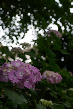 紫陽花（あじさい）が咲いています　花のある大学53