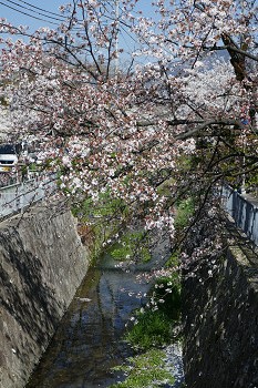 桜満開　花のある大学５９