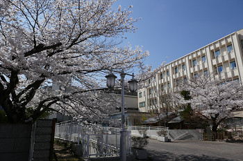 桜満開　花のある大学５９