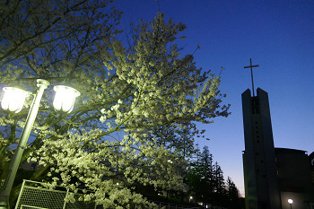 夜桜も楽しめます　花のある大学64