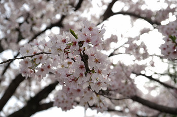 花のある大学22　桜満開