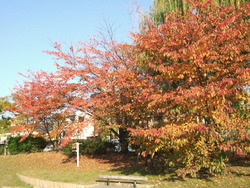 小春日和