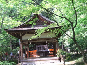 新緑の上賀茂神社
