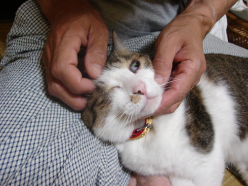 本日の一枚　～のら～