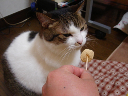 本日の一枚　～のら～