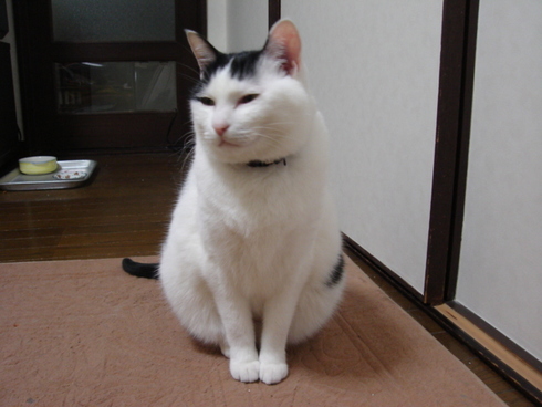 本日の一枚　～ホルス～