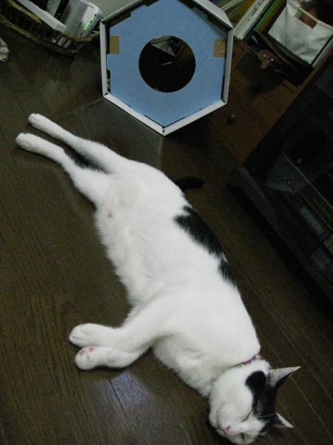本日の一枚　～ホルス～　