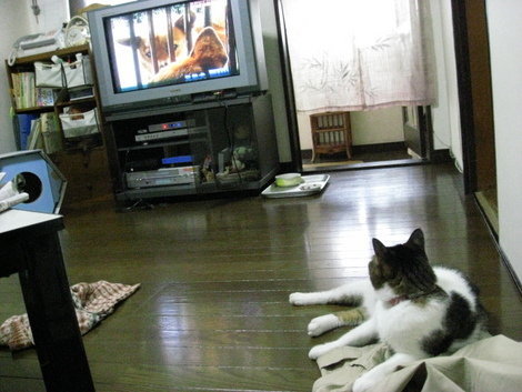 本日の一本　～のら～