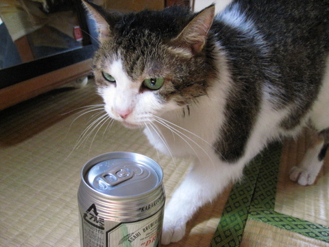 本日の一枚　～のら～