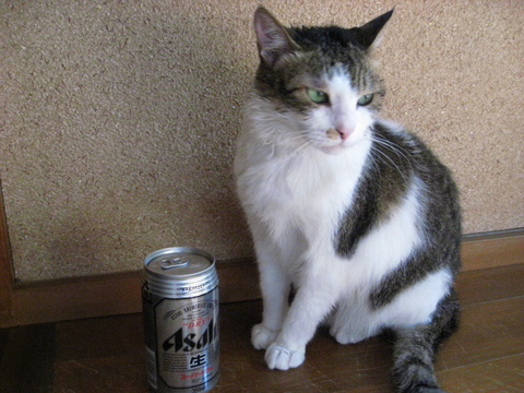 本日の一枚　～のら～