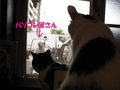 本日の一枚　～のらとホルス～