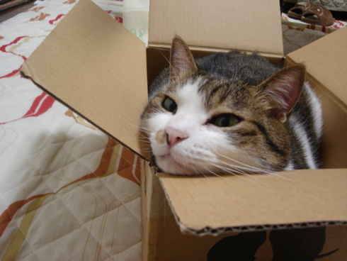 本日の一枚　～のら～