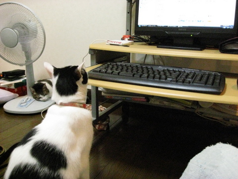 本日の一枚　～ホルス～