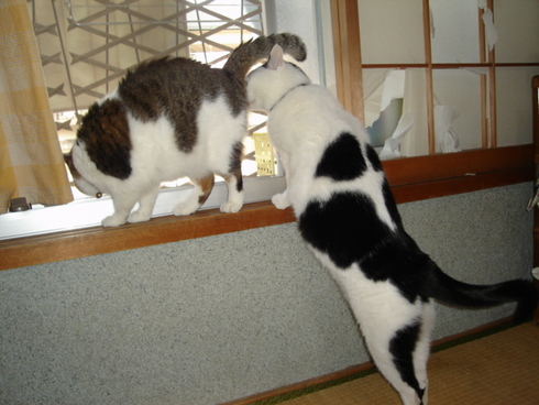 本日の一枚　～のらとホルス～