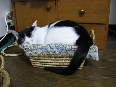 本日の一枚　～ホルス～