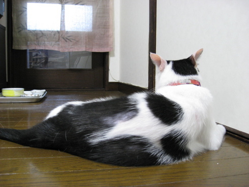 本日の一枚　～ホルス～