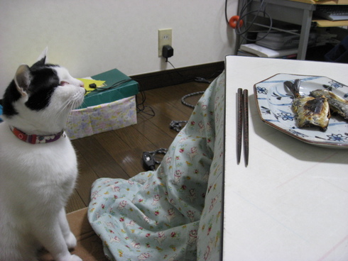 本日の一枚　～ホルス～