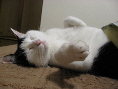 本日の一枚　～ホルス～