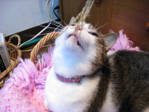 本日の一枚　～のら～