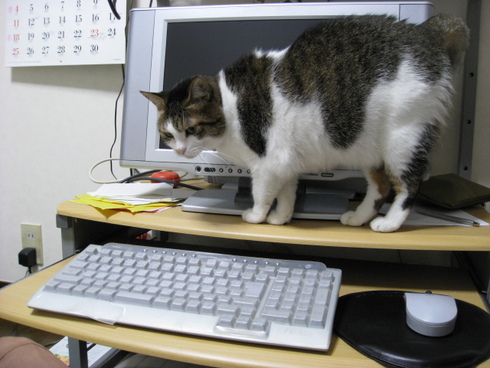本日の一枚　～のら～