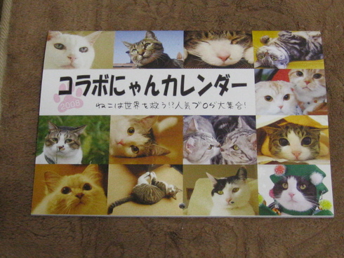 本日の一枚