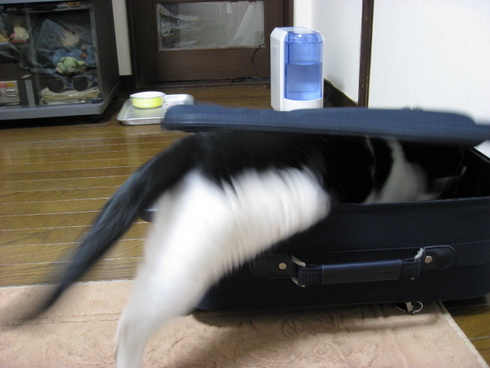 本日の一枚　～ホルス～