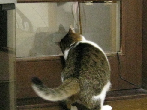 本日の一枚　～のら～