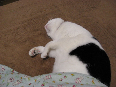 本日の一枚　～ホルス～