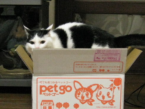 本日の一枚　～ホルス～
