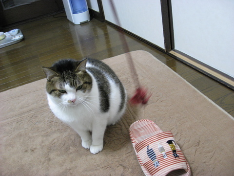 本日の一枚　～のら～