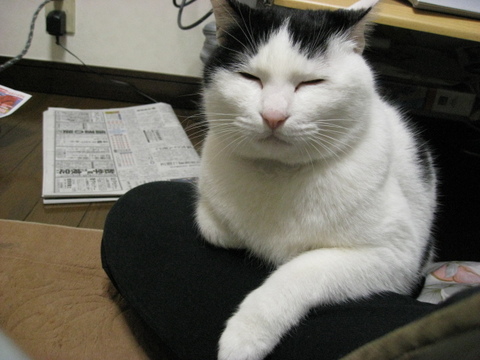 本日の一枚　～ホルス～