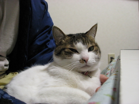 本日の一枚　～のら～