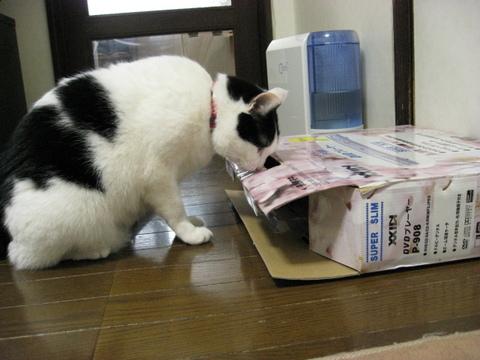 本日の一枚　～ホルス～