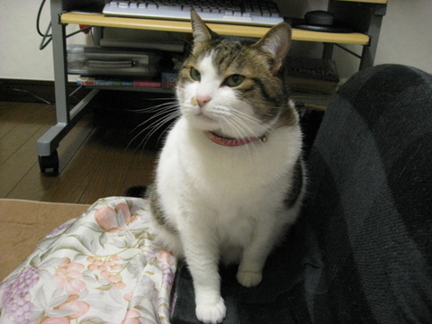 本日の一枚　～のら～
