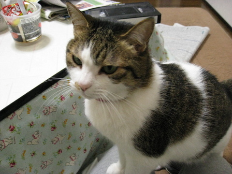 本日の一枚　～のら～
