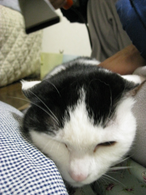 本日の一枚　～ホルス～