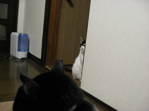 本日の一枚　～ホルス～