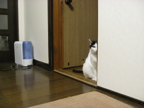 本日の一枚　～ホルス～