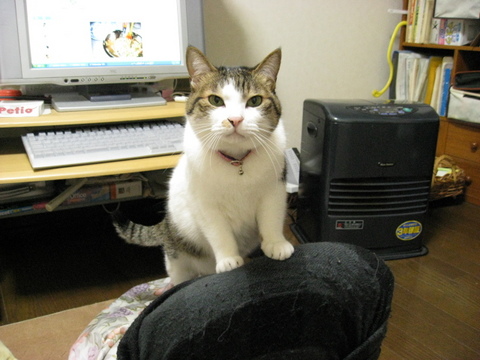 本日の一枚　～のら～