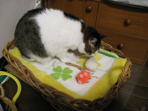 本日の一枚　～のら～