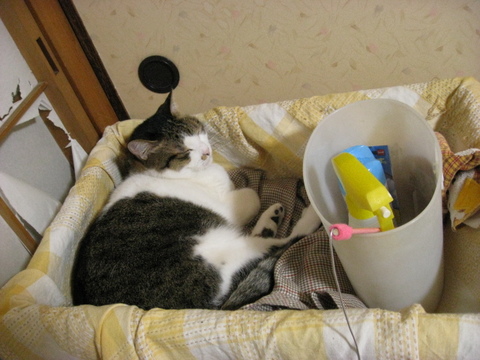 本日の一枚　～のら～