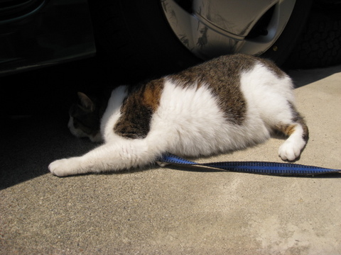 本日の一枚　～のら～