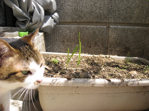 本日の一枚　～のら～