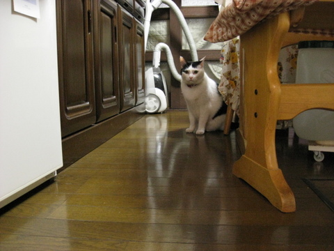 本日の一枚　～ホルス～