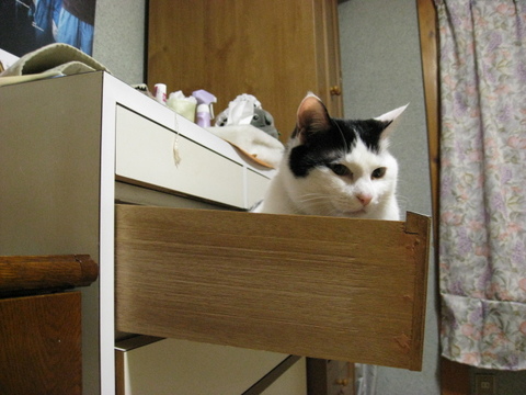 本日の一枚　～ホルス～