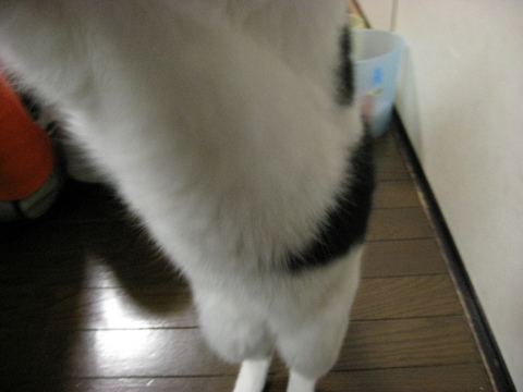 本日の一枚　～ホルス～